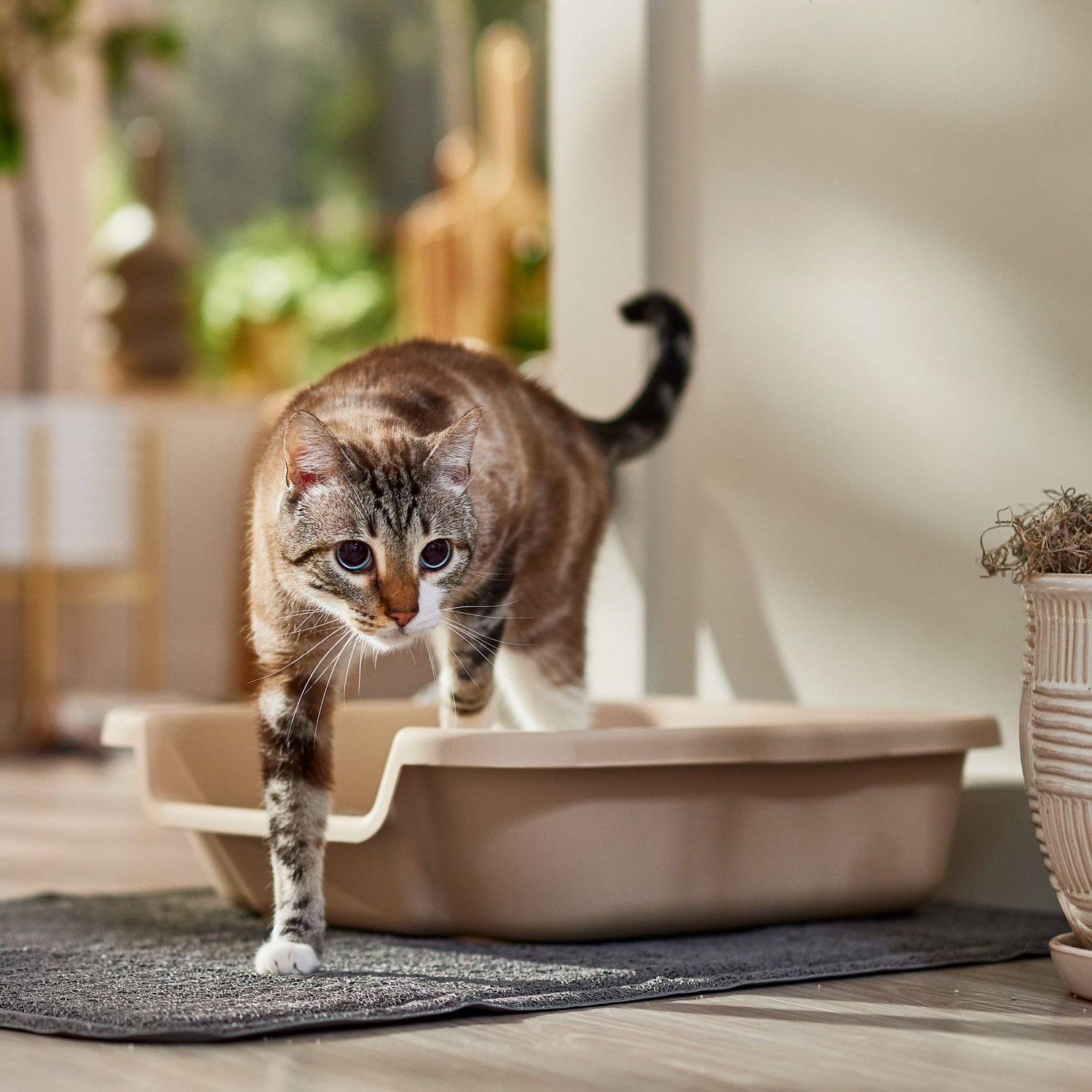 7.  KittyGoHere Senior Cat Litter Box