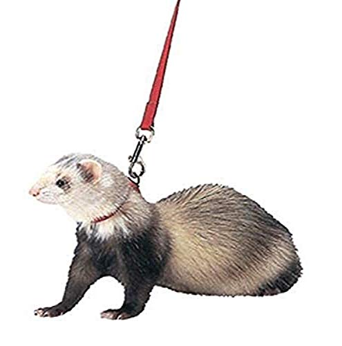 1. Marshall Pet Products Harness & Lead