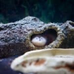 Axolotl 101 – Tank