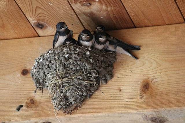 Barn Swallow